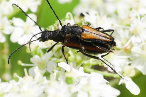 Anastrangalia dubia